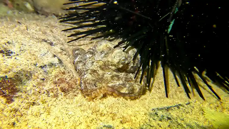 An octopus is camouflaged on a sandy ocean floor, partially concealed behind a large black sea urchin with long spines. The…