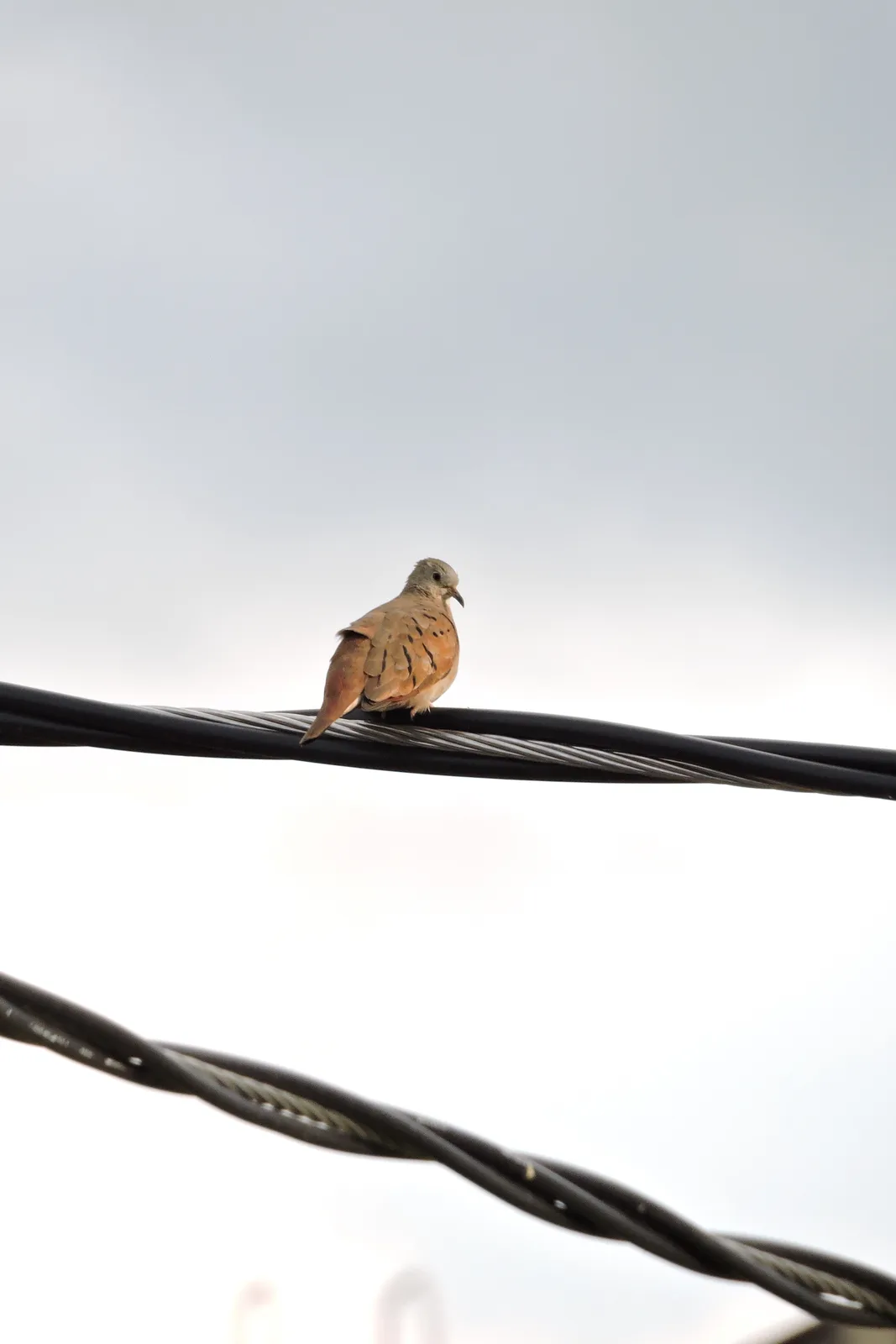 A Gathering of Brown Birds