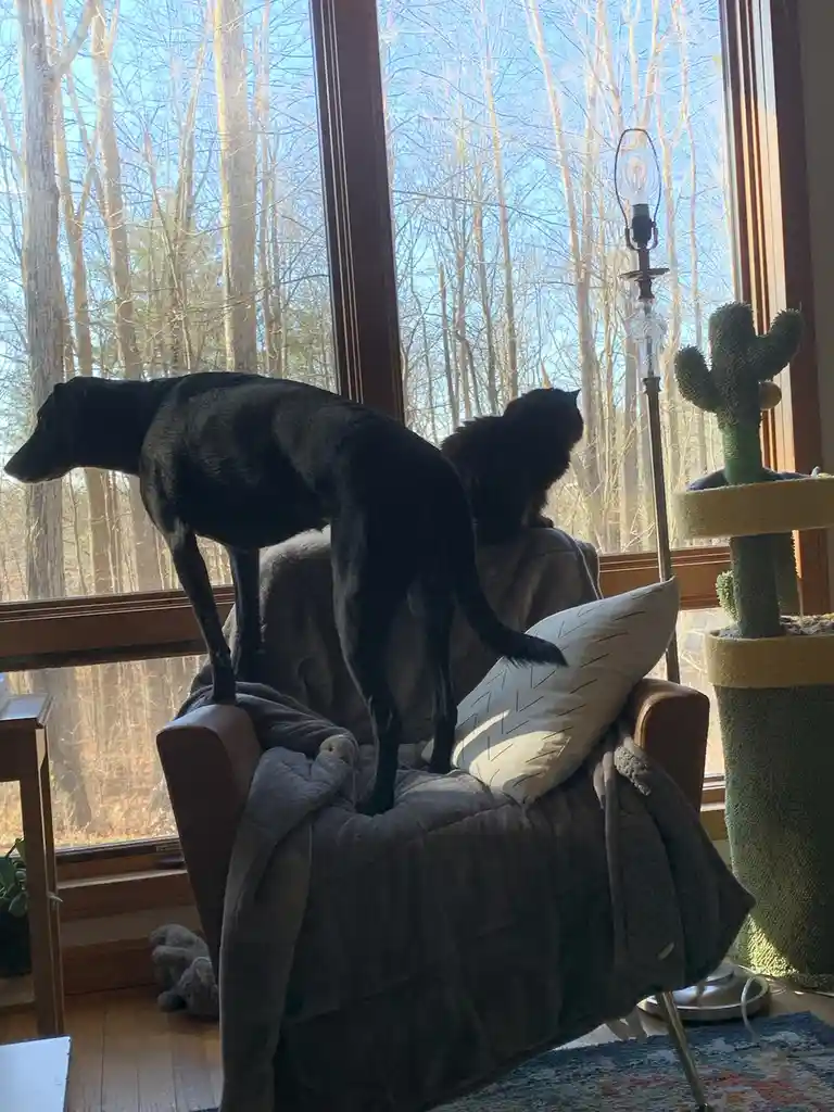 A black dog stands on its hind legs atop a brown armchair, looking out a large window at bare trees, while a black cat sits…