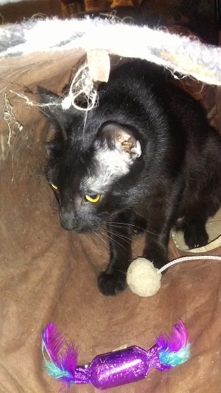 A black cat with a white patch on its head sits inside a brown fabric tunnel, looking down at a purple feather toy. The cat…