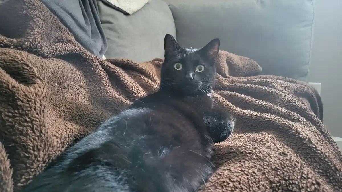 A black cat with wide, startled-looking eyes lies sprawled on a brown, textured blanket draped over a gray couch. The cat's…