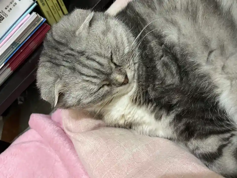A gray tabby cat with folded ears is curled up and sleeping soundly on a pink blanket, its eyes closed and whiskers relaxed…