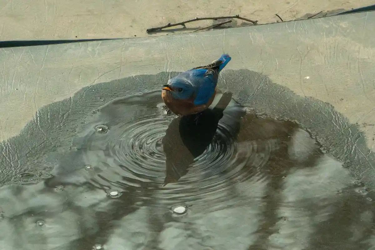 A blue bird with an orange chest stands in a shallow puddle, creating ripples in the water. Its reflection is visible…