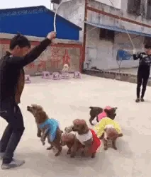 A man in a black jacket uses a long pole to make small poodles jump through a hoop, while the dogs wear colorful sweaters…