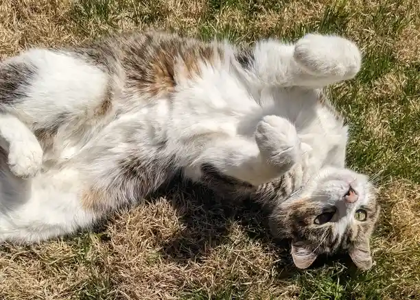 A fluffy calico cat lies on its back in a patch of dry and green grass, paws up in the air, looking relaxed and content. The…