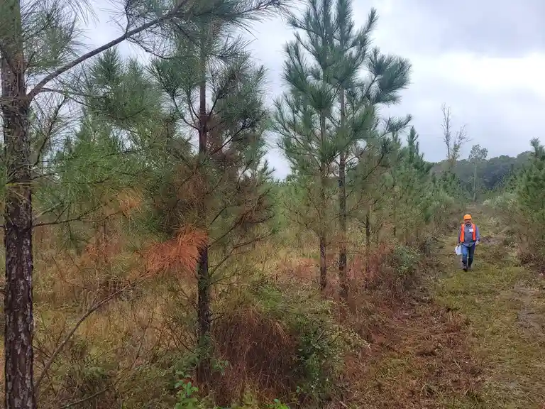 More pinecones, please! Let's keep the fun going!