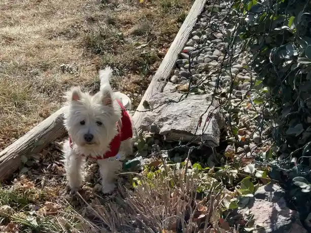 A small white dog wearing a red sweater stands in a yard with dry grass, fallen leaves, and tangled holiday lights draped…