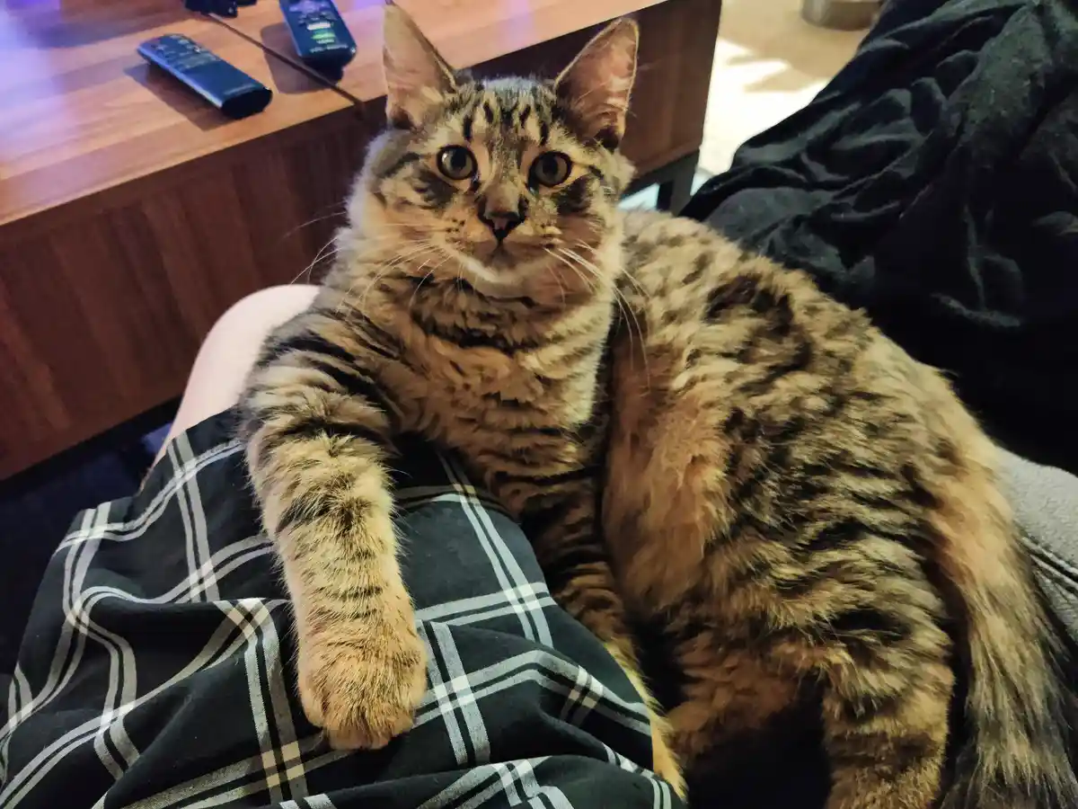 A tabby cat with wide, startled eyes sits on a person's lap, one paw resting on a black-and-white plaid blanket. In the…