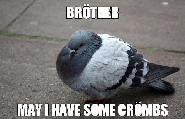 A gray and white pigeon stands on a paved sidewalk, looking slightly to the side with a calm expression. The image has bold…