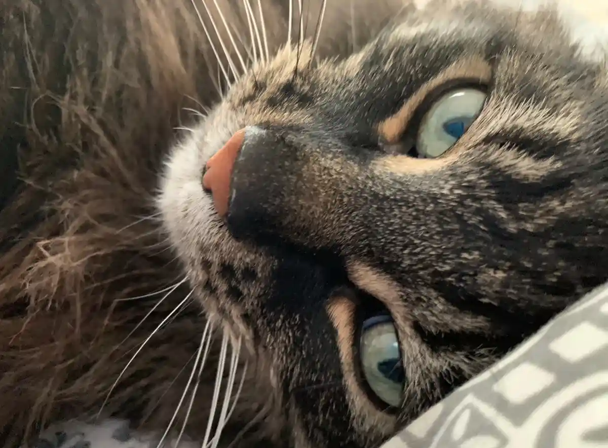 A close-up photo of a tabby cat with striking blue eyes and a pink nose, looking upward with a relaxed, slightly smug…