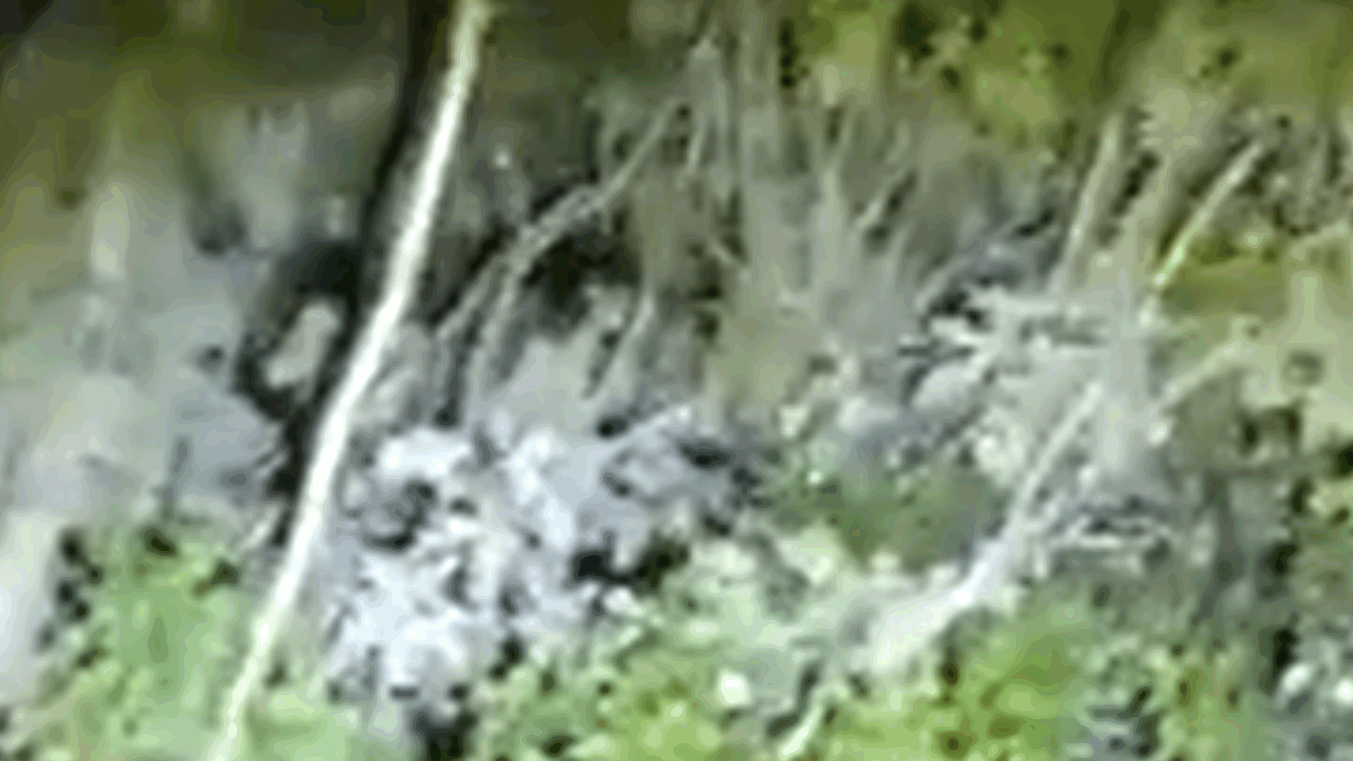 six low-resolution, blurry panels show dense green foliage with indistinct shapes that resemble people or animals partially…