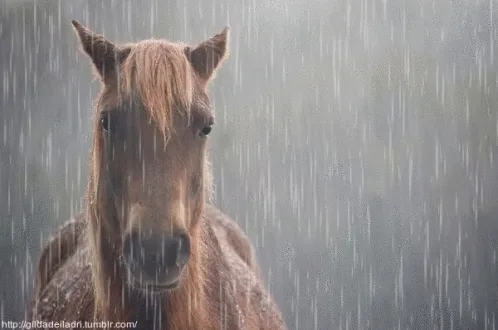 The image displays four identical panels of a brown horse looking directly at the camera with rain falling around it. The…