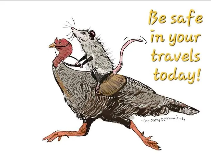 A cartoon illustration shows an opossum riding on the back of a turkey, which is running. The opossum is holding onto the…