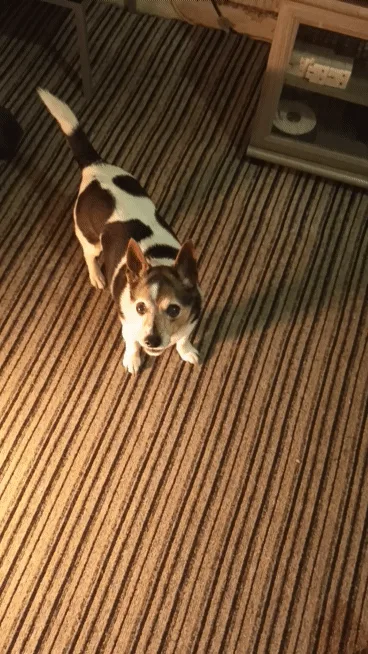 A sequence of six images shows a small brown and white dog standing on a striped carpet, looking up at the camera with a…