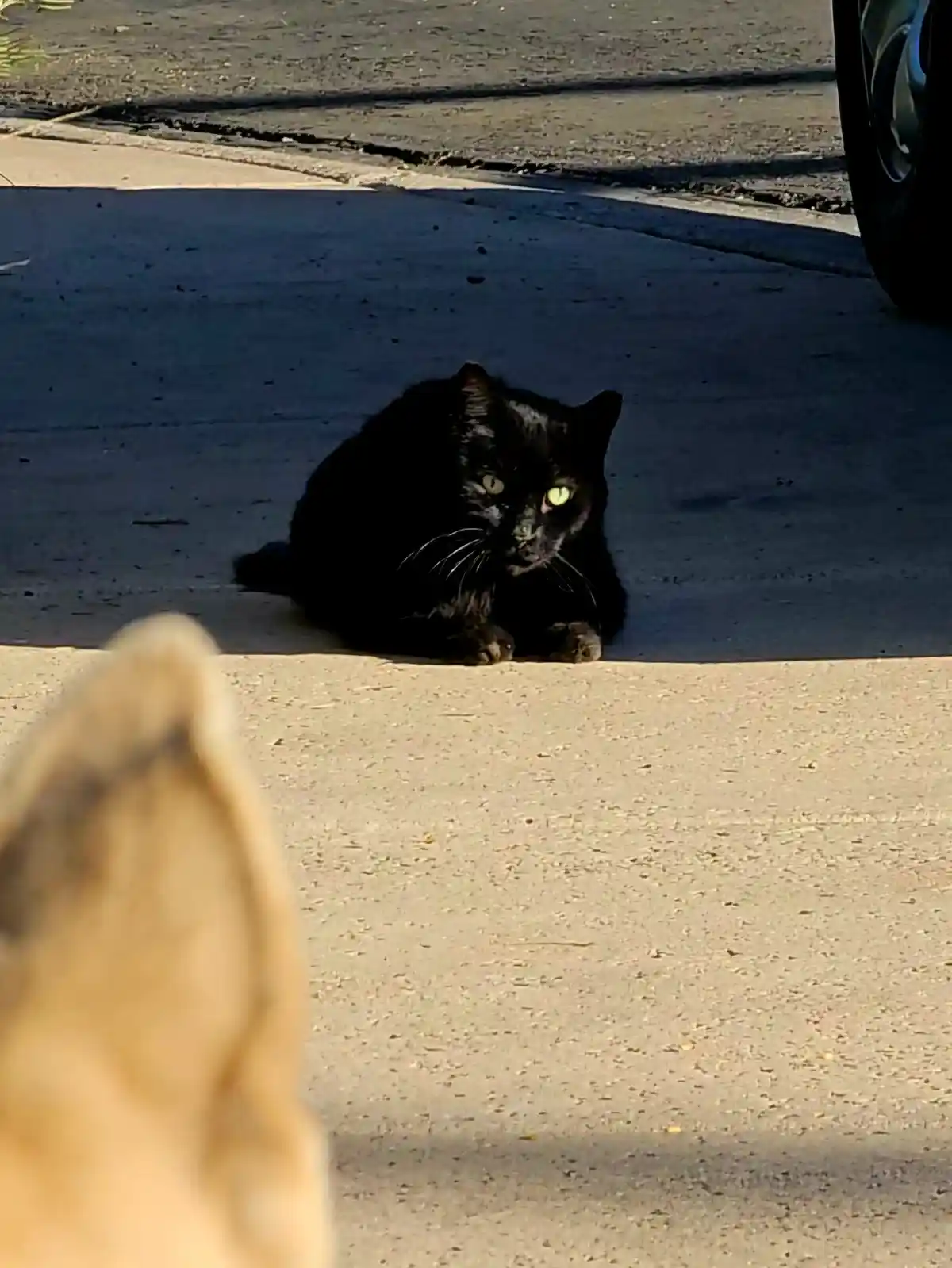 A black cat with glowing green eyes sits alertly on a concrete sidewalk, looking directly at the camera. In the foreground…