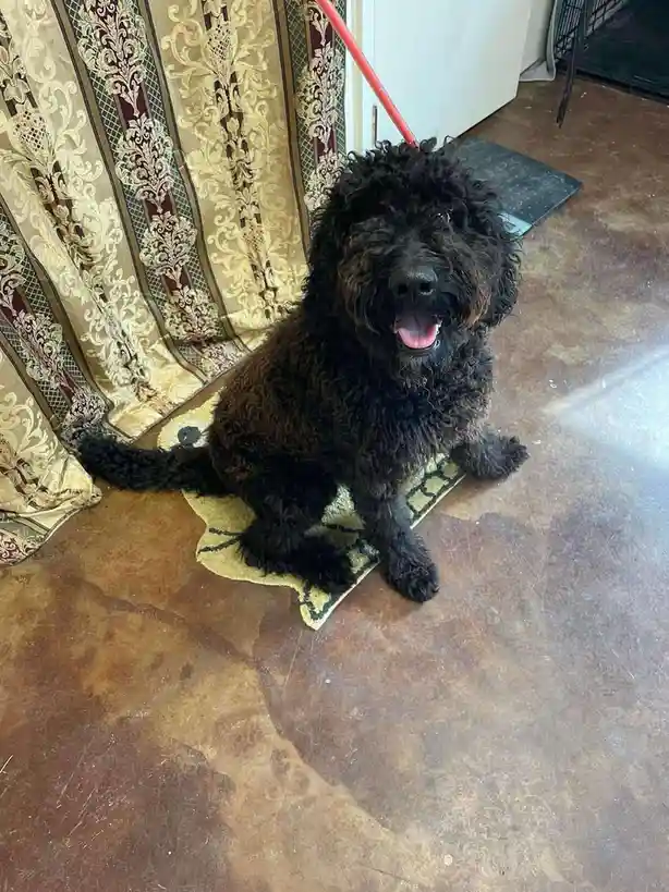 A black, curly-haired dog sits happily on a small rug on a brown floor, with a red leash attached to its head. Behind it is…