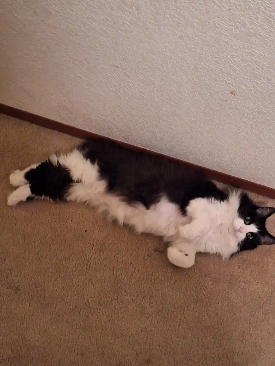 A black and white fluffy cat is lying on its back on a brown carpet, near a white wall with a brown baseboard, looking up…