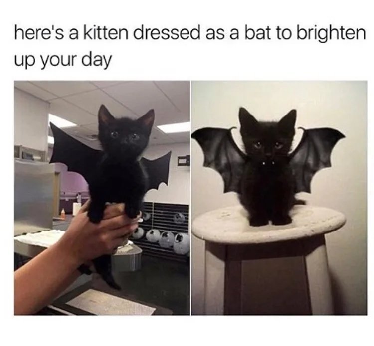 A split image shows a small black kitten wearing black bat wings in two different settings: first, being held by a person in…