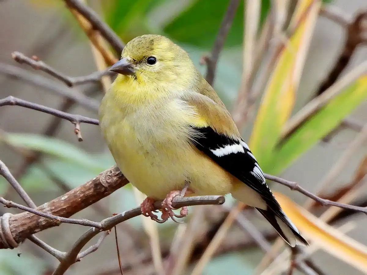 A yellow bird with black and white wing markings perches on a thin branch, surrounded by blurred green and brown foliage…