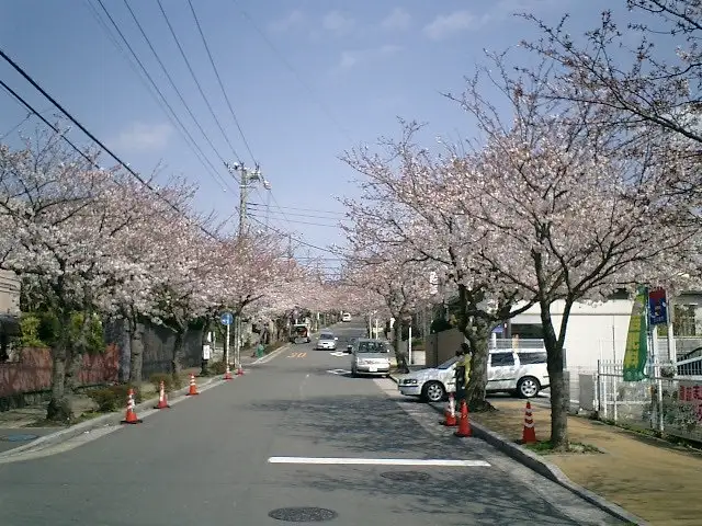 A street lined with cherry blossom trees in full bloom under a clear blue sky, with cars parked along the side and orange…