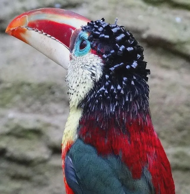 Meet Jerry, the charmingly curly-feathered friend!