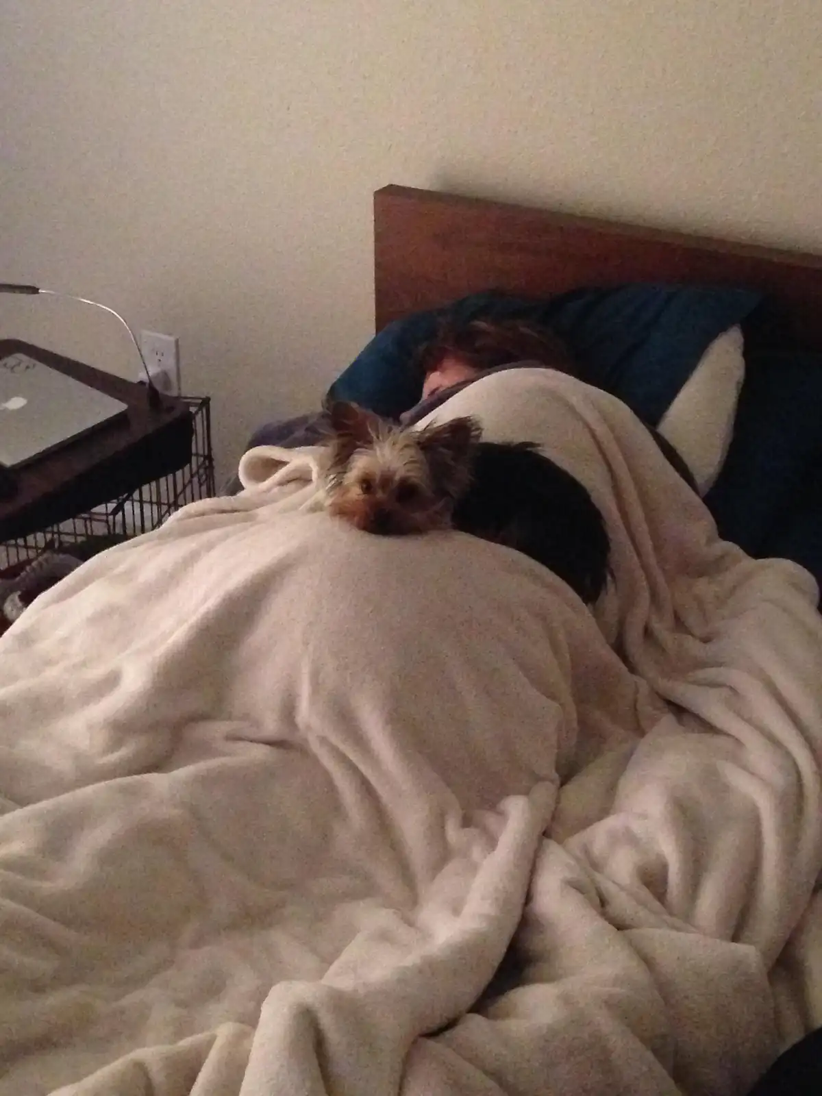 A small dog with long, shaggy fur peeks out from under a white blanket on a bed where a person is sleeping. The dog's face…