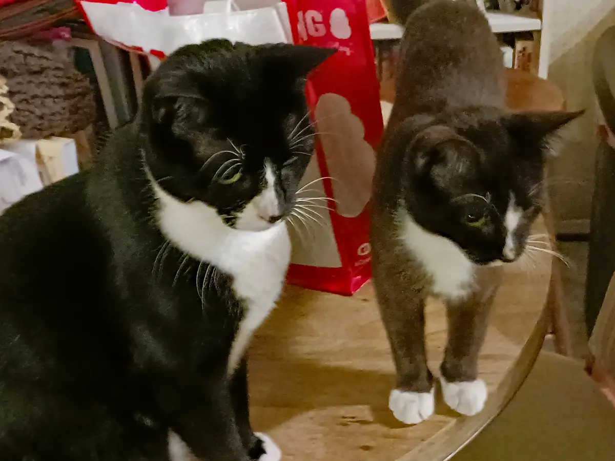 Dapper Tuxedo Cats Stealing Hearts
