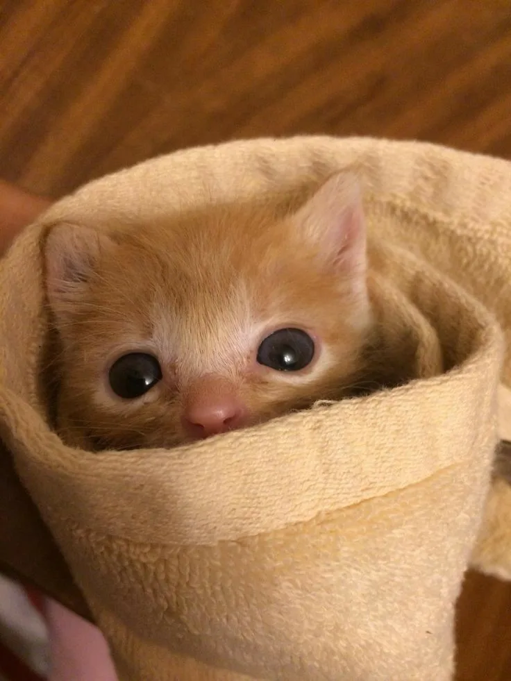 A small orange kitten with large, round, dark eyes peeks out from a beige towel wrapped around its body, held by a hand. The…