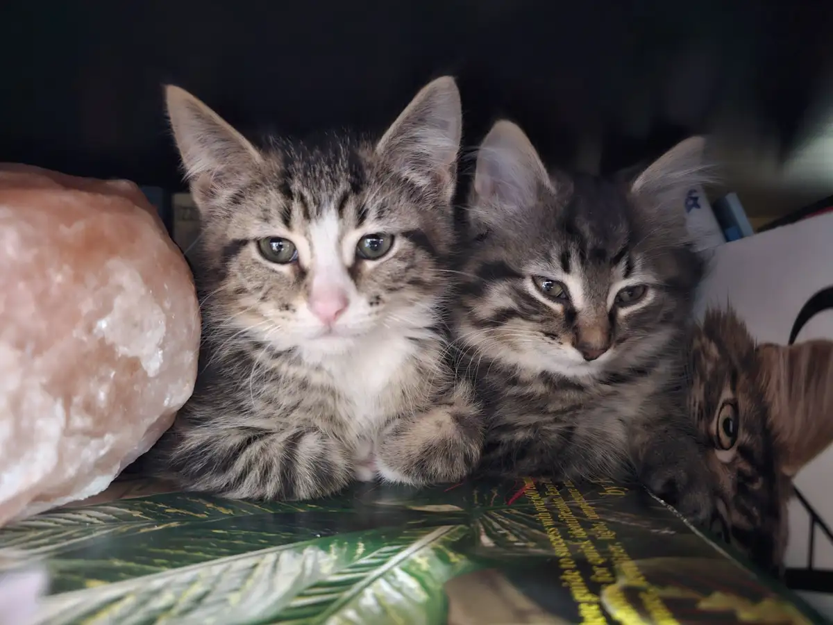 Lemmy and Lingua: From adorable 2-month-olds to 7-month-old cuties
