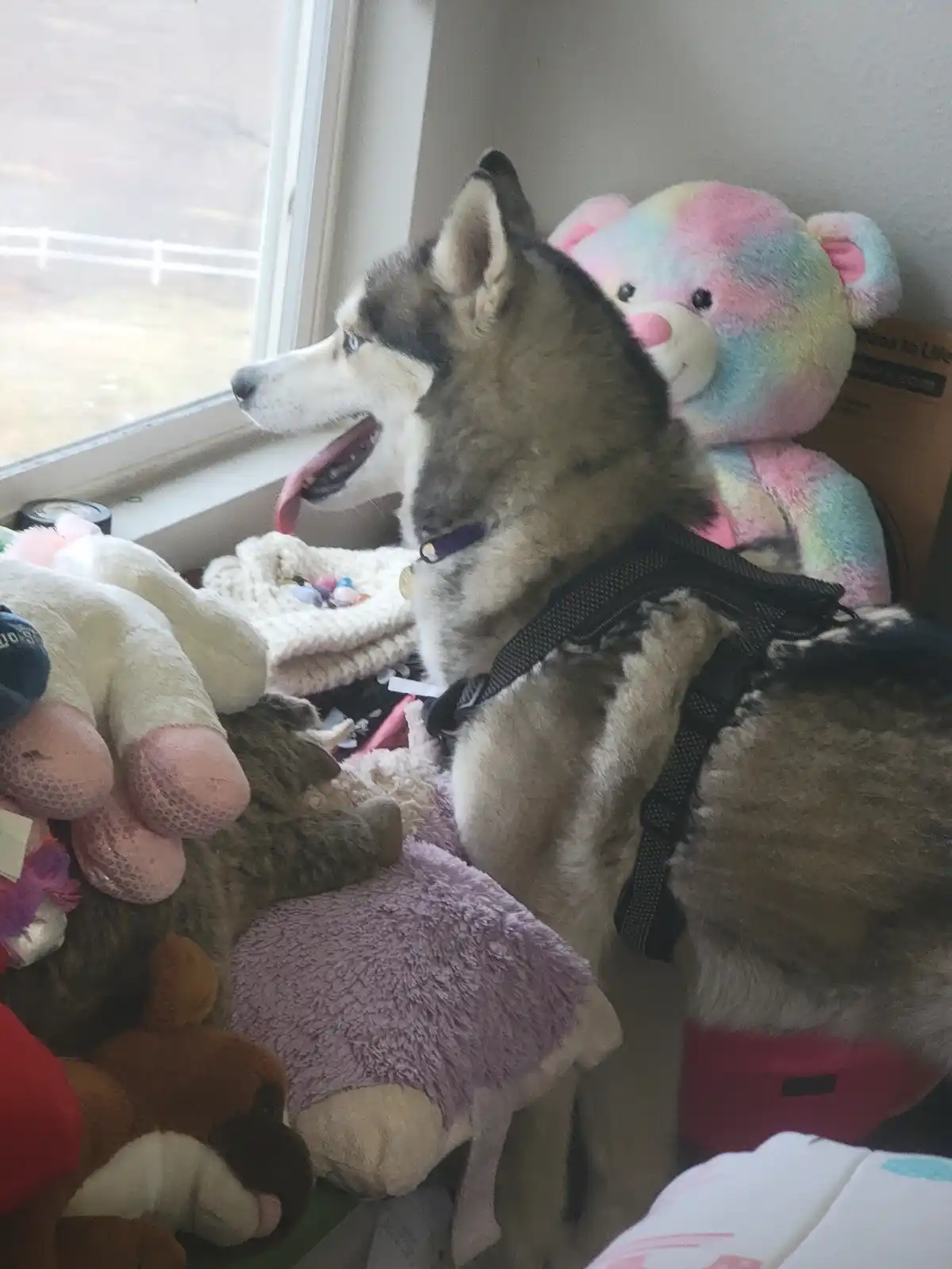 A husky dog with blue eyes and a black harness sits on a windowsill surrounded by various stuffed animals, including a large…