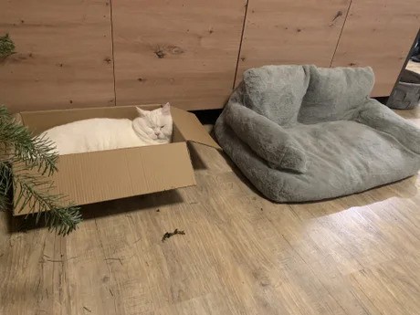 A white cat is lying comfortably inside a cardboard box on a wooden floor, next to a large, plush grey bean bag chair. The…