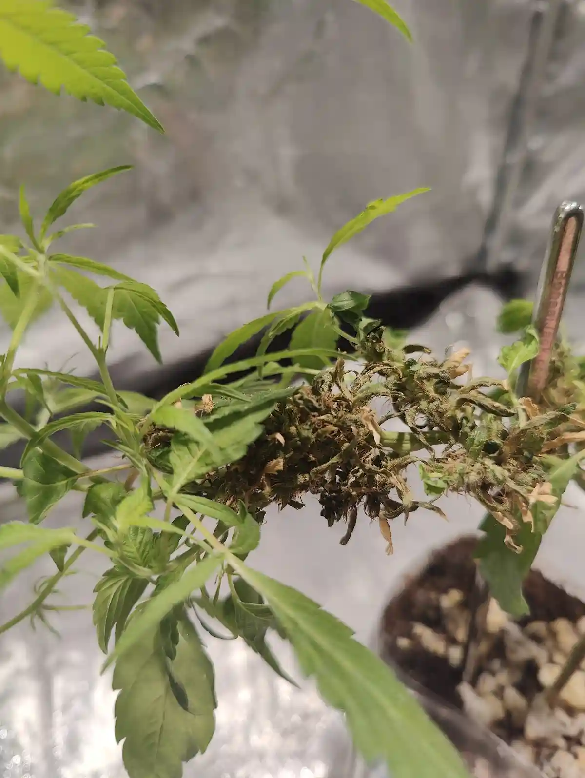 Reveg of Snowhigh's Pablo's Haze—let the vibes flow!