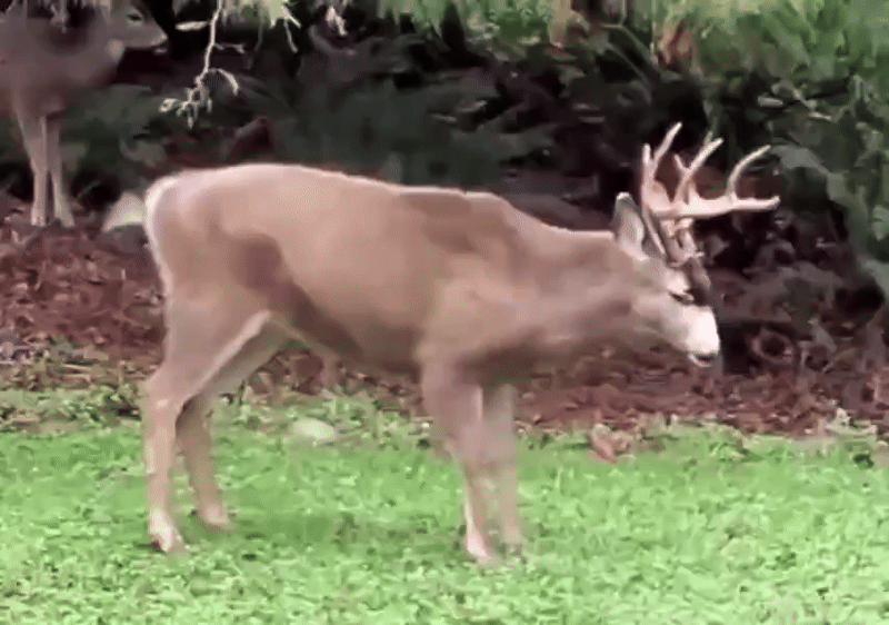 A sequence of six identical images shows a male deer with antlers walking away from the camera on green grass, with dark…
