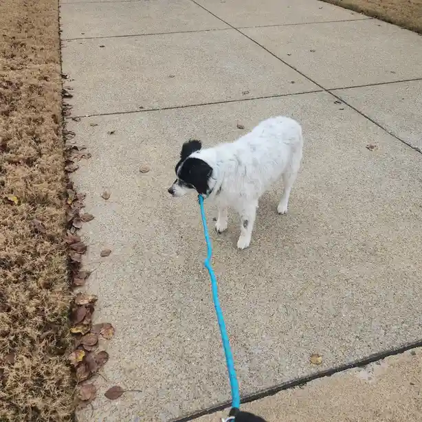 A black and white dog on a bright blue leash stands on a concrete sidewalk next to dry grass and fallen leaves, looking back…