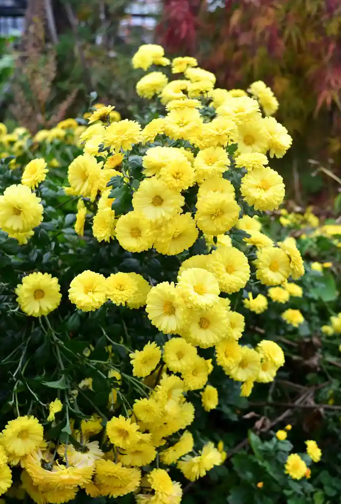 A dense cluster of bright yellow chrysanthemum flowers with dark green leaves, set against a blurred background of autumnal…