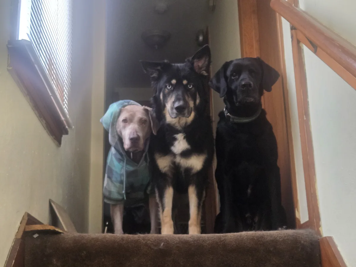 Three dogs sit at the top of a carpeted staircase looking down at the camera. The dog on the left wears a blue and green…