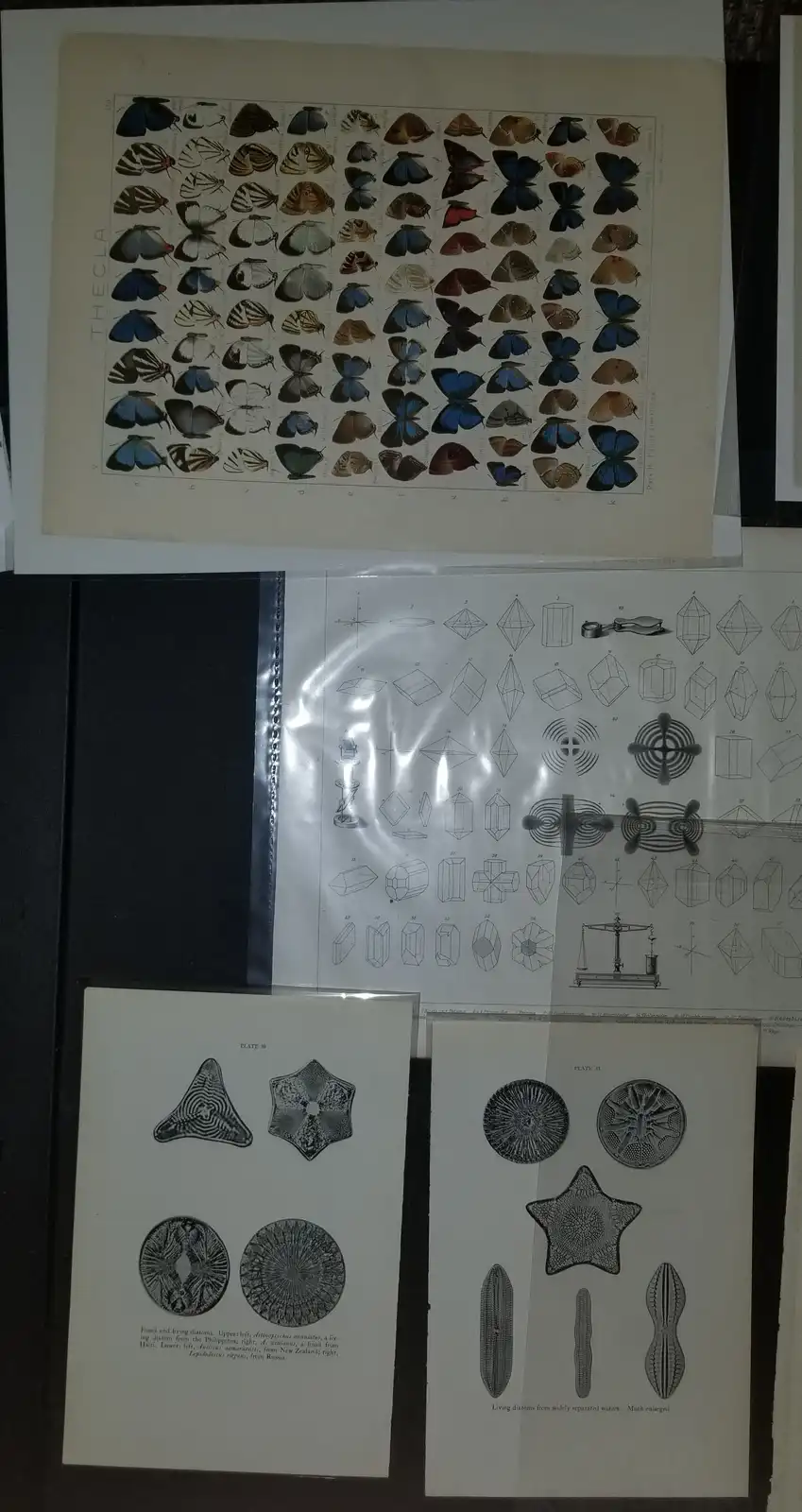 An image displays several vintage scientific illustrations: a top plate showing numerous colorful butterflies labeled 'THE…