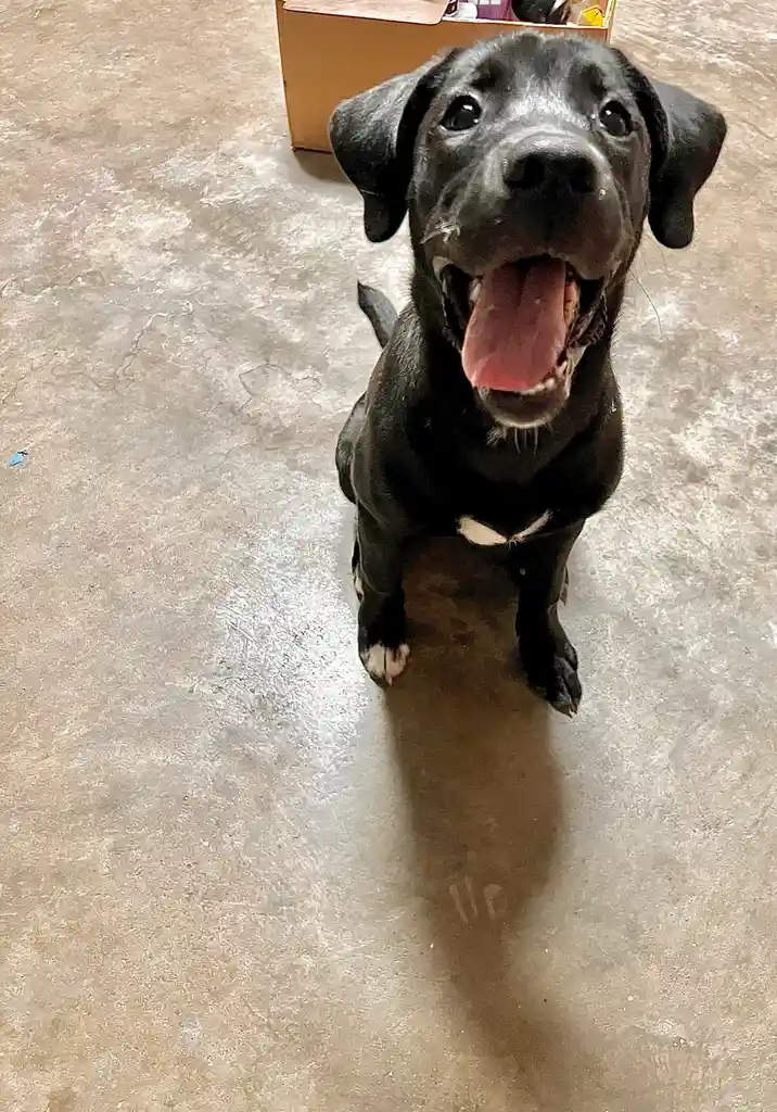 A black puppy with floppy ears and a pink tongue sits on a concrete floor looking up with an eager expression, its shadow…