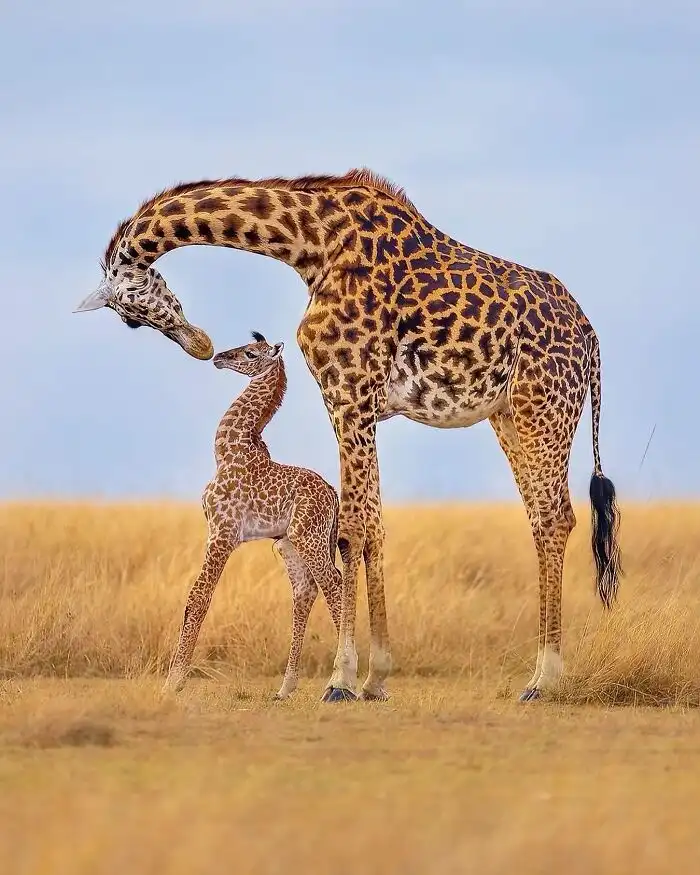 A large adult giraffe gently nuzzles the head of a small baby giraffe standing beside it in a field of dry grass under a…