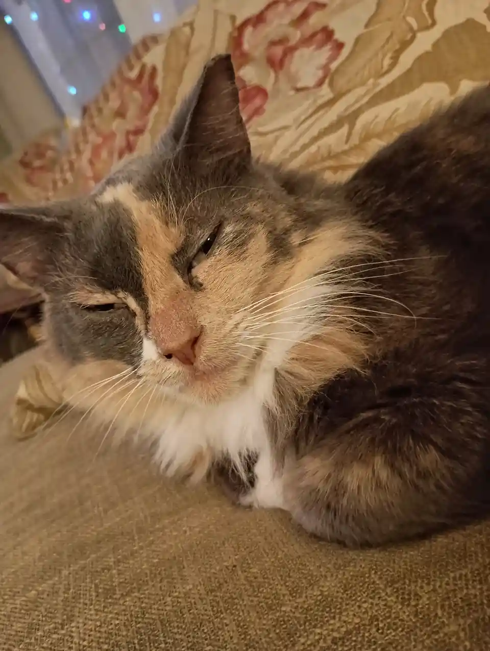 A close-up photo of a calico cat with grey, orange, and white fur, resting on a textured beige couch. The cat has one eye…