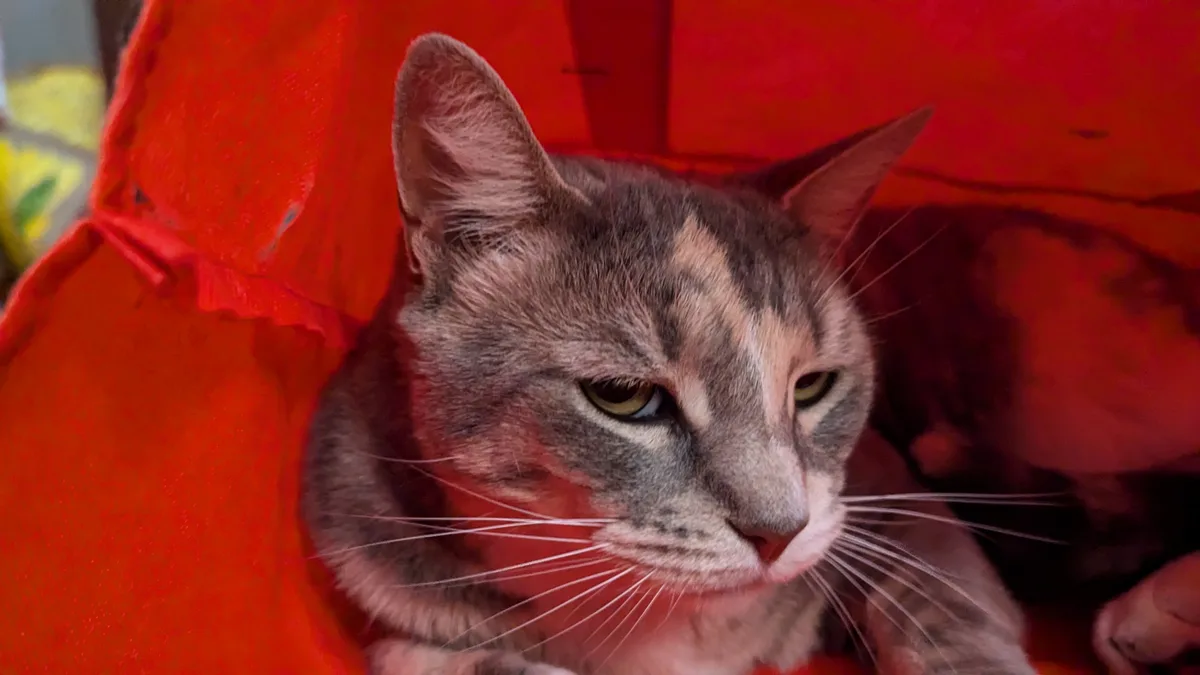 A close-up of a gray tabby cat with a white muzzle and green eyes, looking slightly annoyed while nestled inside a bright…