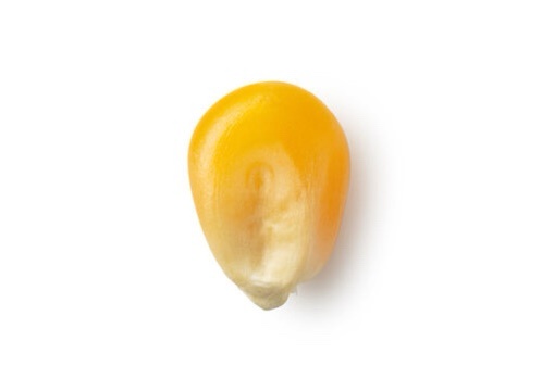 A single yellow corn kernel photographed against a plain white background, with a faint, blurry, human-like face subtly…