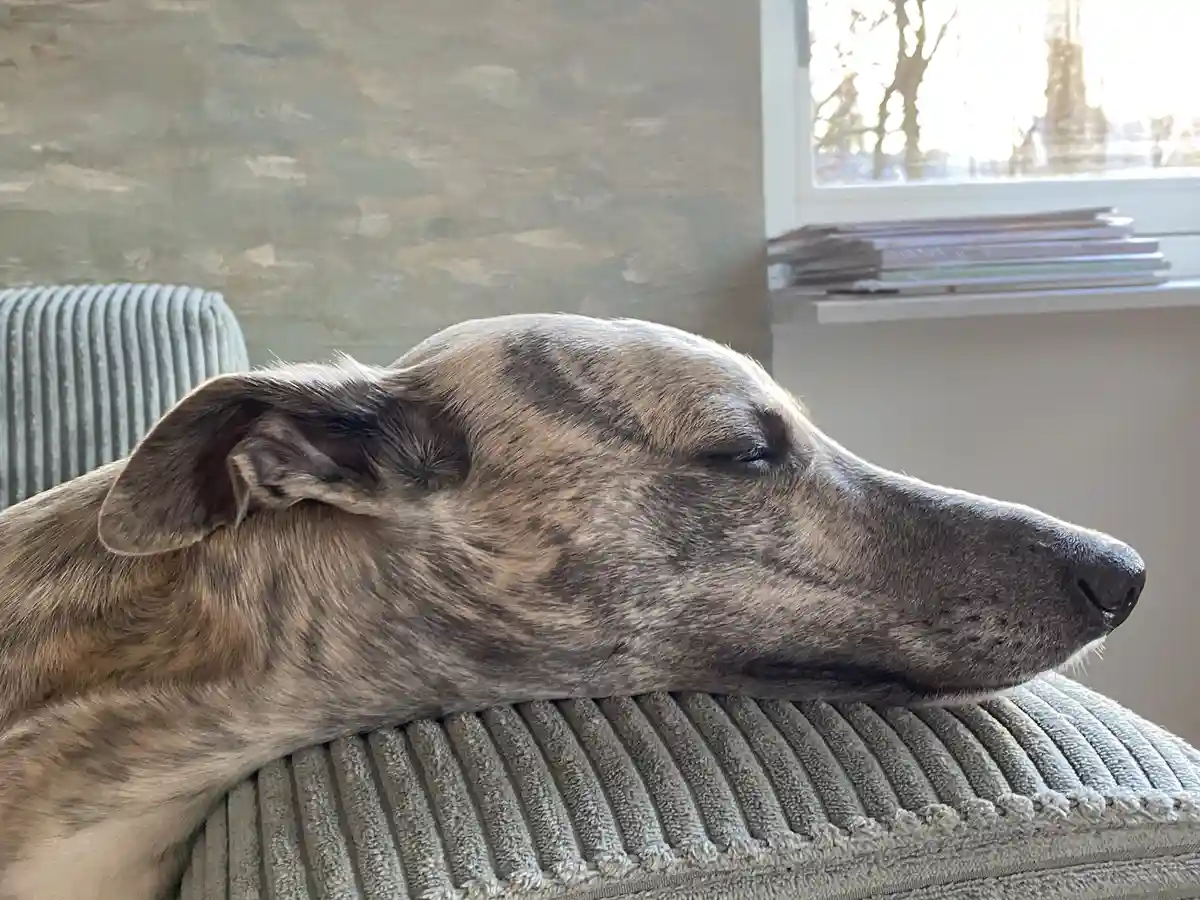 A brindle-coated dog with closed eyes is peacefully sleeping on a grey corduroy couch cushion. In the background, a window…