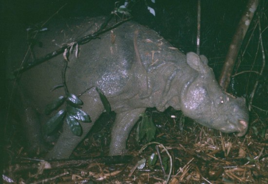 Remembering the Vietnamese Javan Rhino: Extinct Since 2010