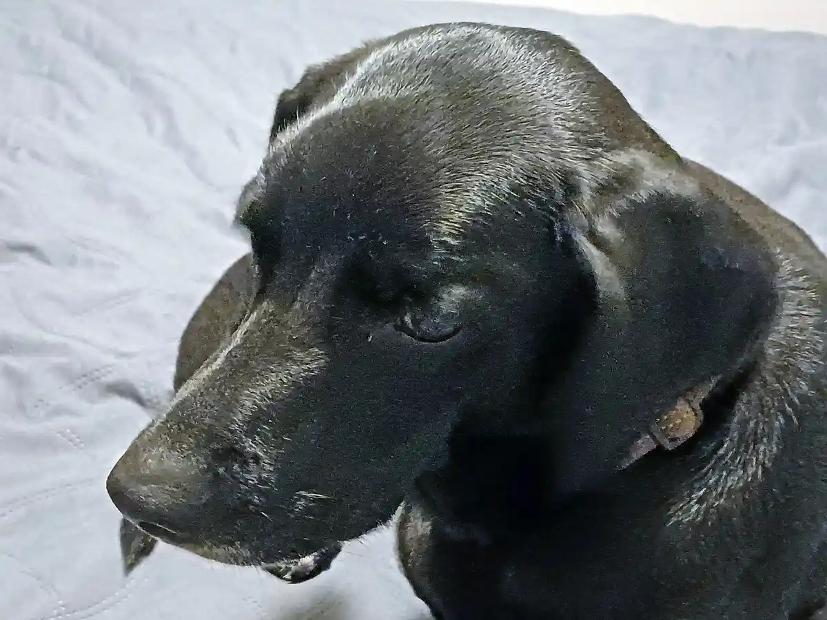 Introducing Our Beloved Black Lab Mix