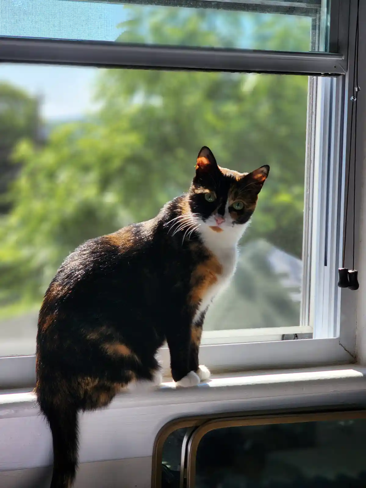 A calico cat with black, orange, and white fur sits on a white windowsill, looking directly at the camera with green eyes…