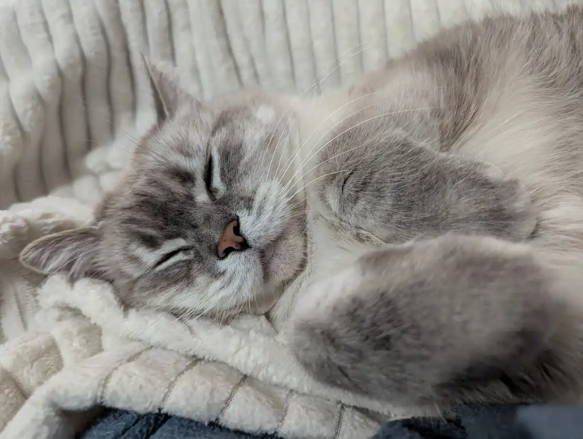 A fluffy gray and white cat is curled up and sleeping soundly on a soft, textured blanket, with its eyes closed and one paw…