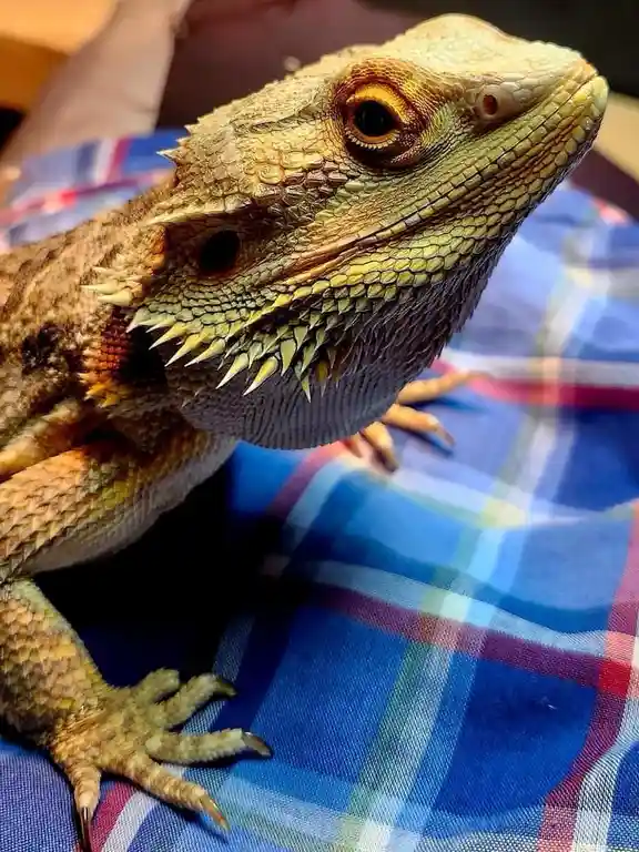 Meet the Bearded Dragon: A Scaly Companion