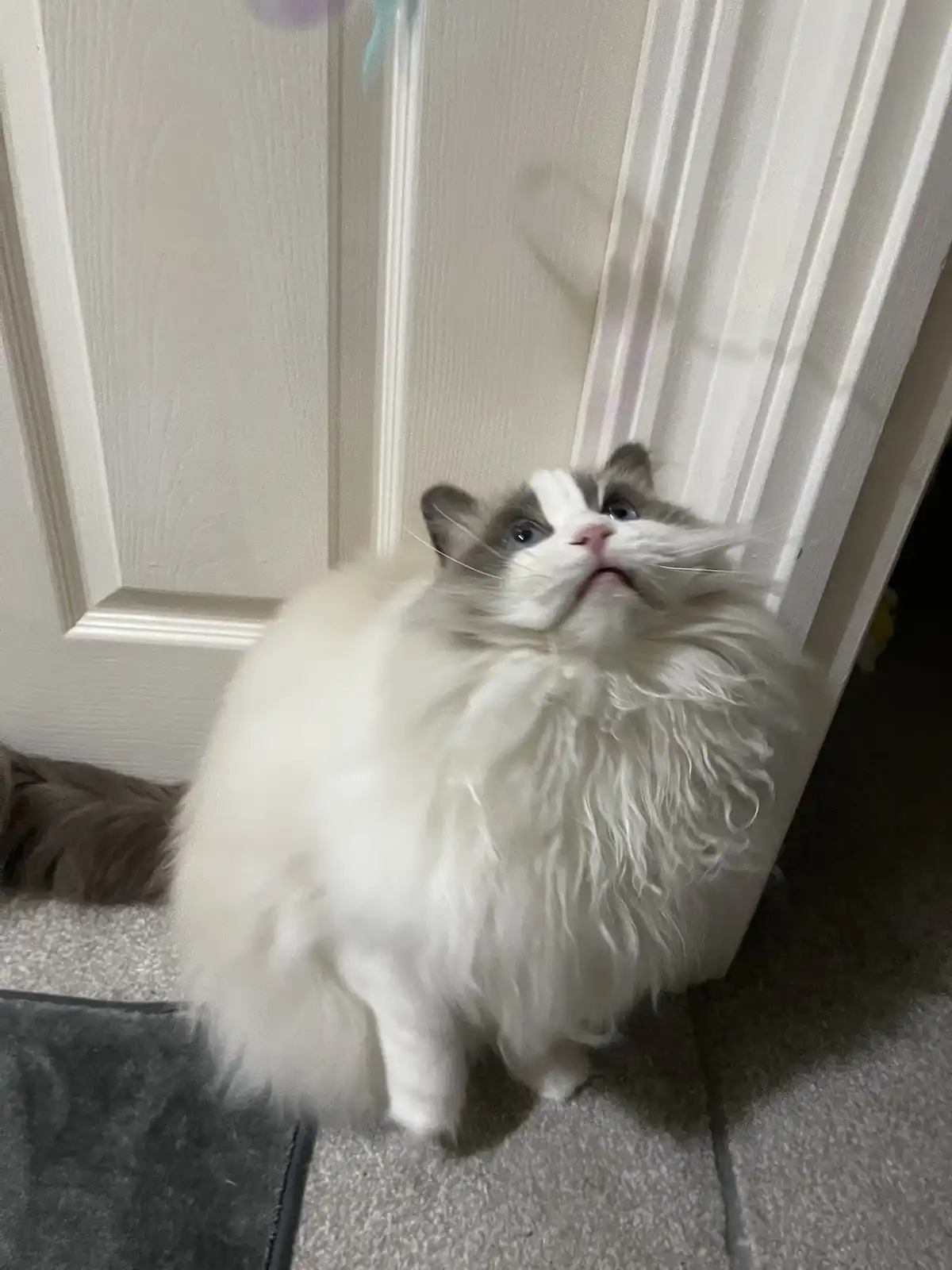 A fluffy white and gray cat with blue eyes sits on a carpeted floor, looking upward with a slightly downturned mouth and…