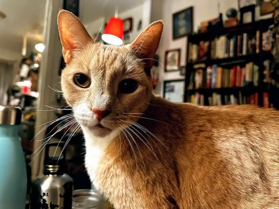 Meet Mario: The Smooth Operator of Fun